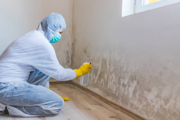 Licensed Hvac And Air Duct Mold Remediation service in Belleville, MI - 24 Hour Mold Removal
