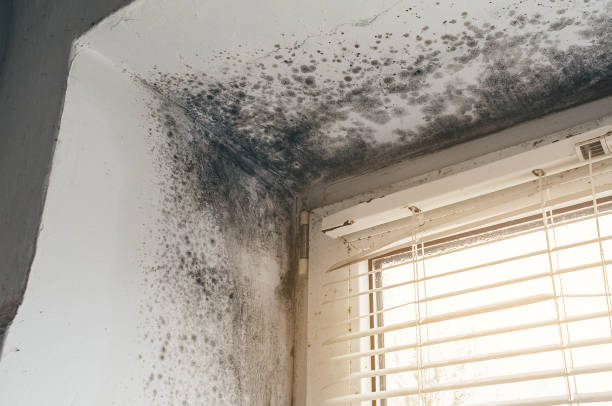 Affordable Hvac And Air Duct Mold Remediation solutions in Belleville, MI